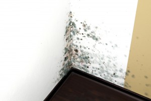 Orange County Mold Remediation